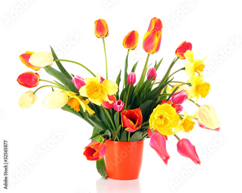 Pink tulips on white background