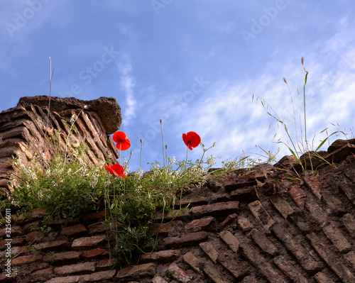 Ruins of an ancient brick wall and poppies.