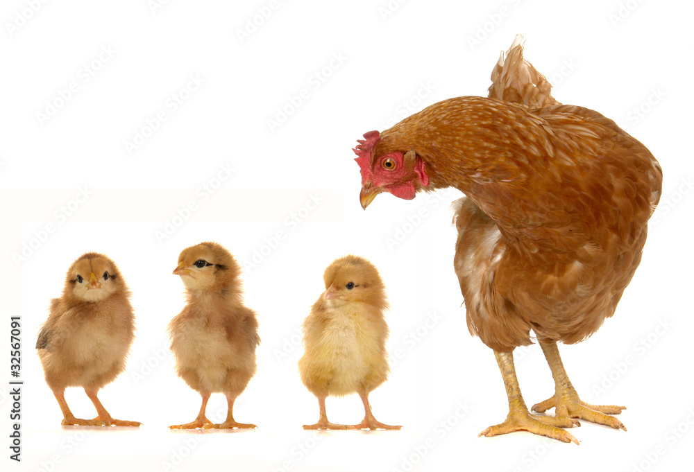 Fototapeta premium hen and chicks