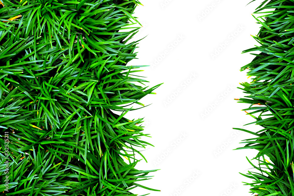 Isolated green grass on white background Isolated green grass on white background