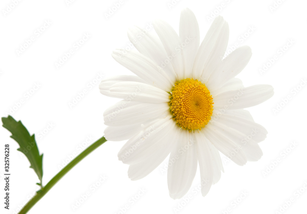 Fototapeta premium daisy