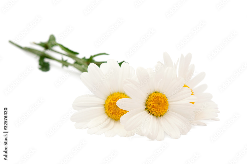 Obraz premium daisy