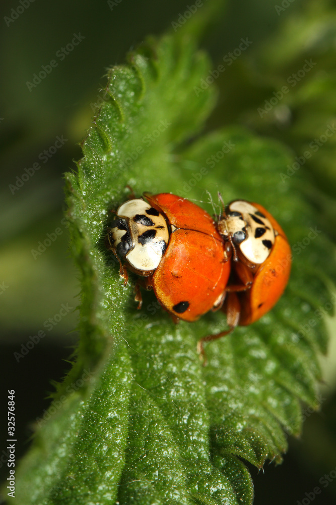 Fototapeta premium Ladybird reproduction in the nature