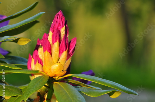 Rhododendron-różanecznik