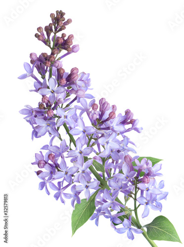 Lilac branch isolated