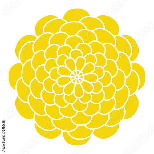 chrysanthemum