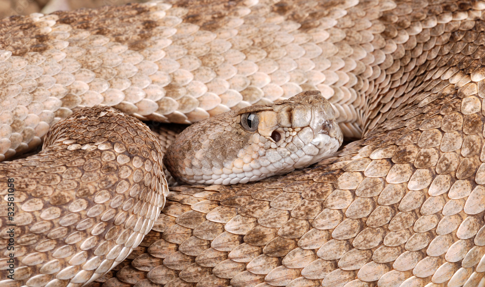 Fototapeta premium Portrait of a Rattlesnake.