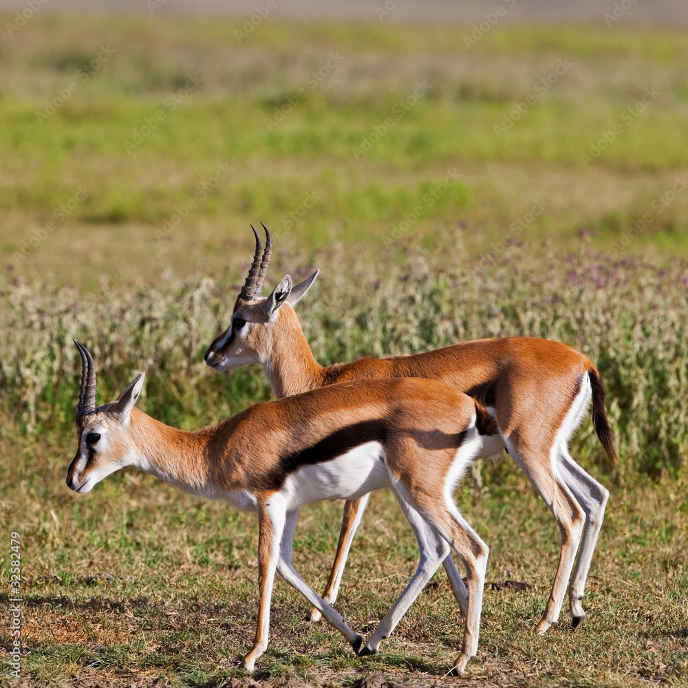 Grant's Gazelles in Serengeti National Park, Tanzania Grant's Gazelles in Serengeti National Park, Tanzania