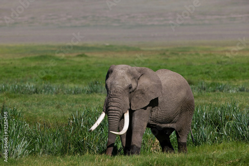 Huge African elephant bull in the Ngorongoro Crater  Tanzania