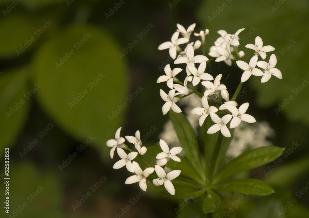 Galium odoratum