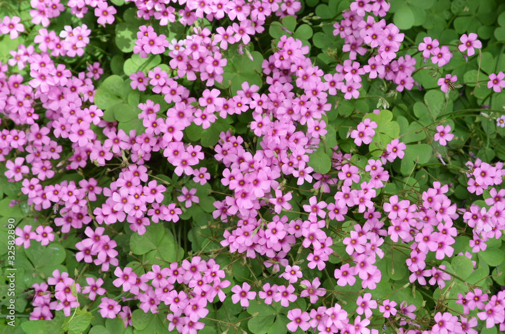 oxalis flower oxalis flower
