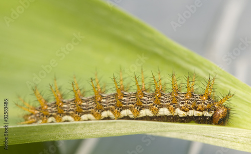 Brenthis daphne - caterpillar photo