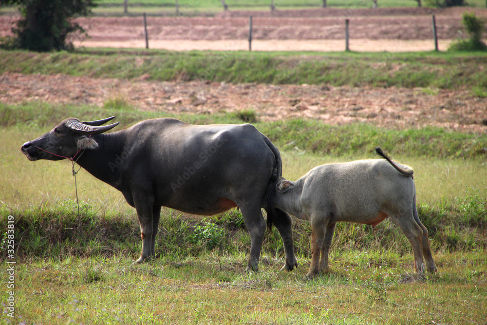 Buffalo kid is drinking milk from its mother breasts Buffalo kid is drinking milk from its mother breasts