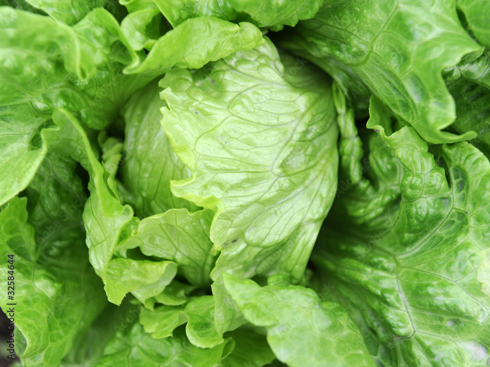 lettuce growing in the soil . lettuce growing in the soil .