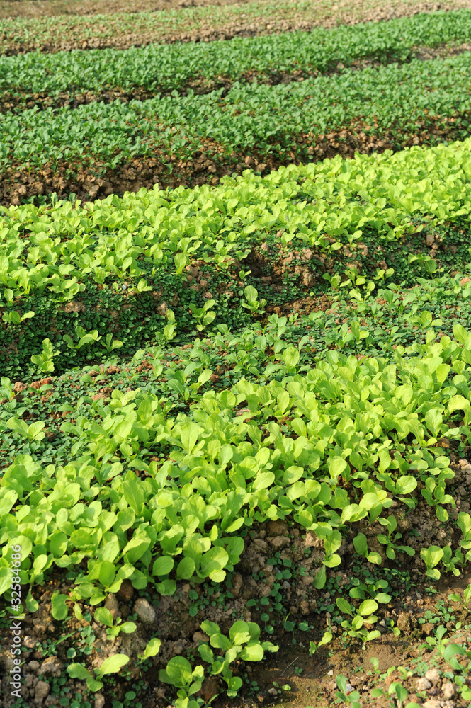 lettuce growing in the soil . lettuce growing in the soil .