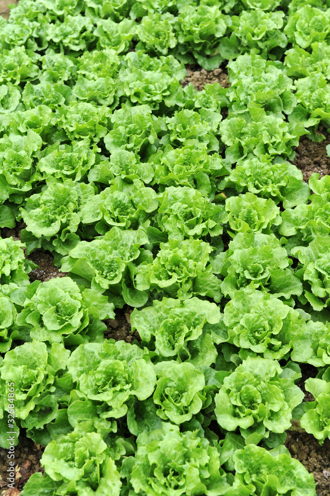 lettuce growing in the soil . lettuce growing in the soil .