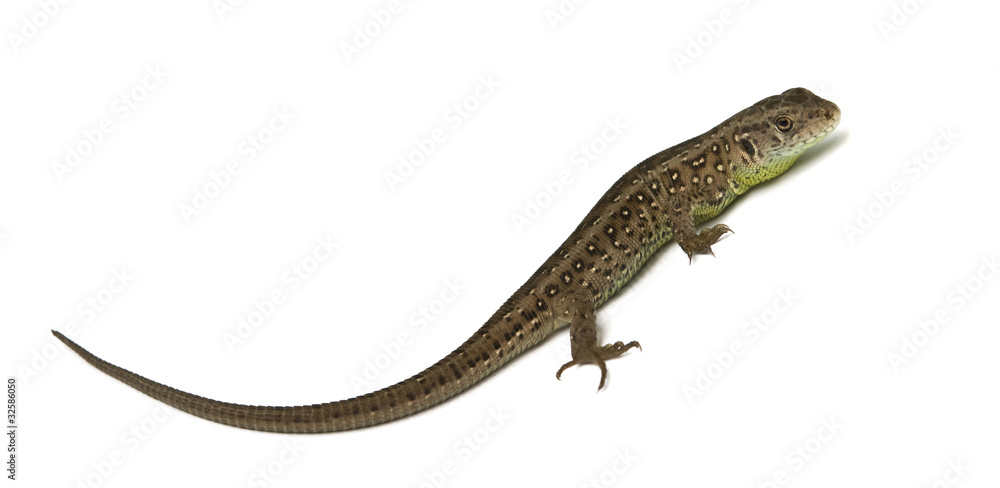 Naklejka premium lizard isolated