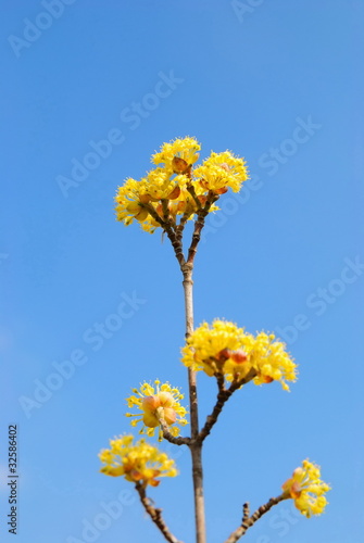 Blossoming branch