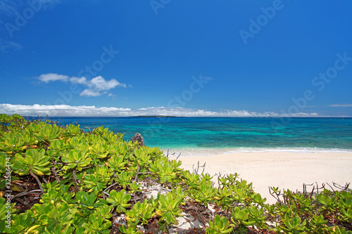 コマカ島の亜熱帯植物とコバルトブルーの海