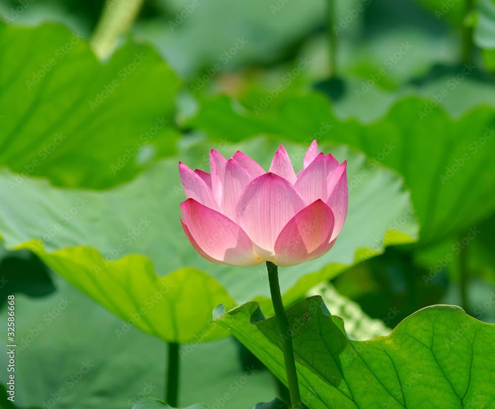 blooming lotus flower over green background.