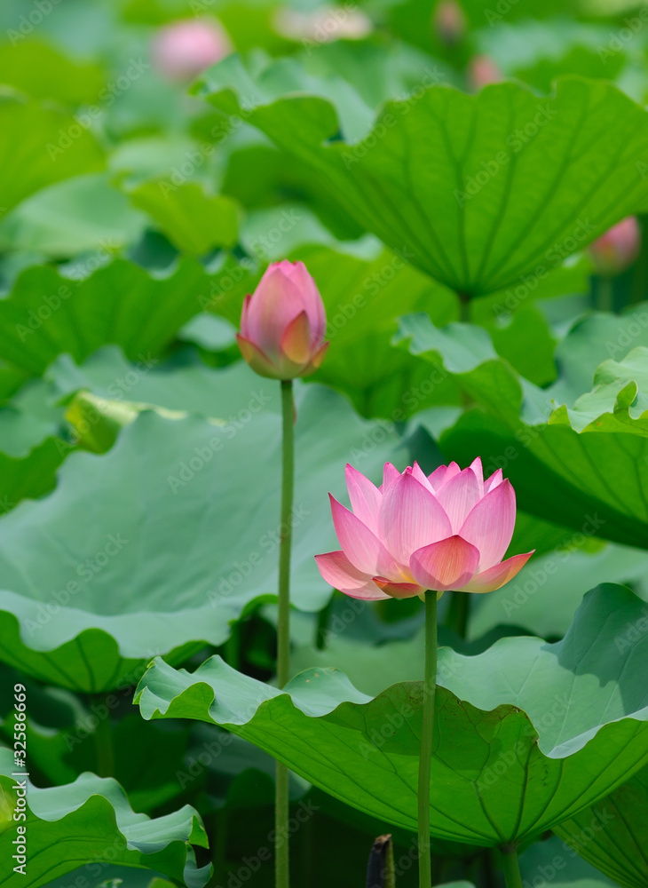 lotus bloom in the pond