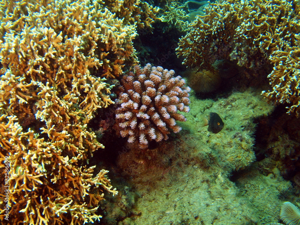 Stony corals of the South-Chinese sea Stony corals of the South-Chinese sea