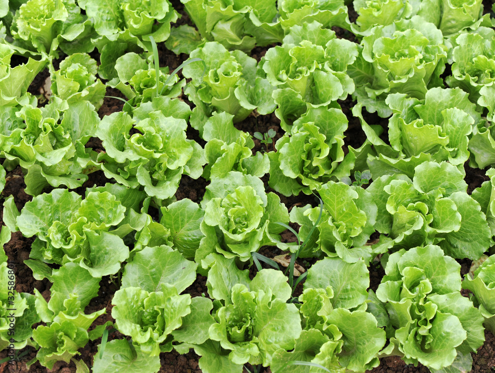 lettuce growing in the soil . lettuce growing in the soil .