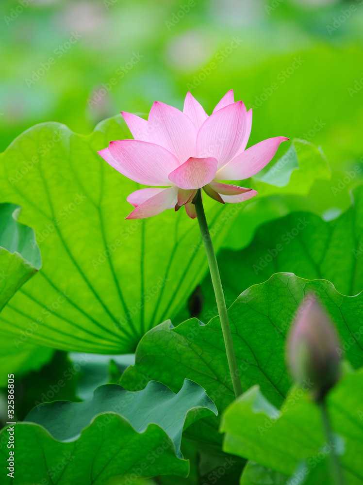 lotus bloom in the pond