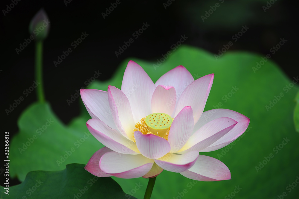 pink lotus flower blooming at summer pink lotus flower blooming at summer