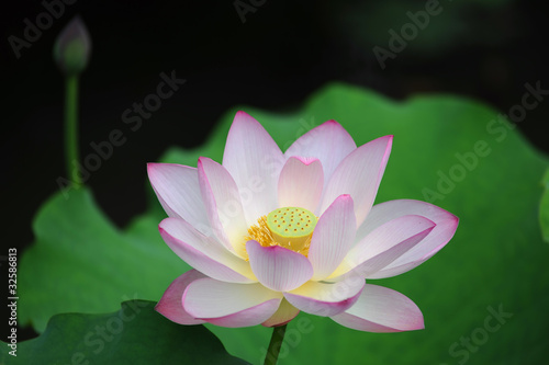 pink lotus flower blooming at summer