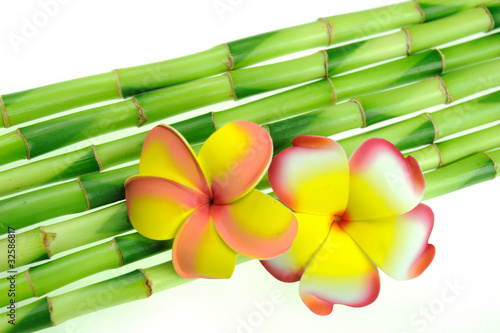 plumeria with bamboo