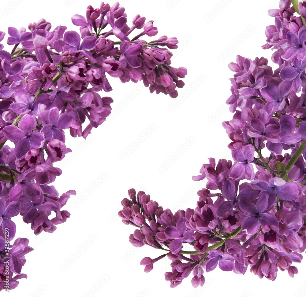 Fototapeta premium Purple lilac postcard