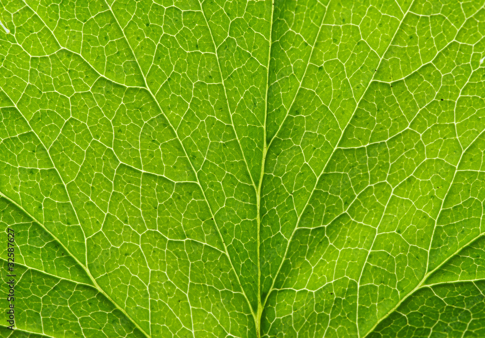 leaf texture leaf texture