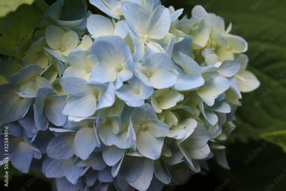 青いあじさいの花
