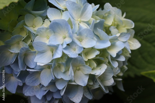 青いあじさいの花 © Saruri