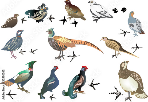 set of gallinaceous birds isolated on white