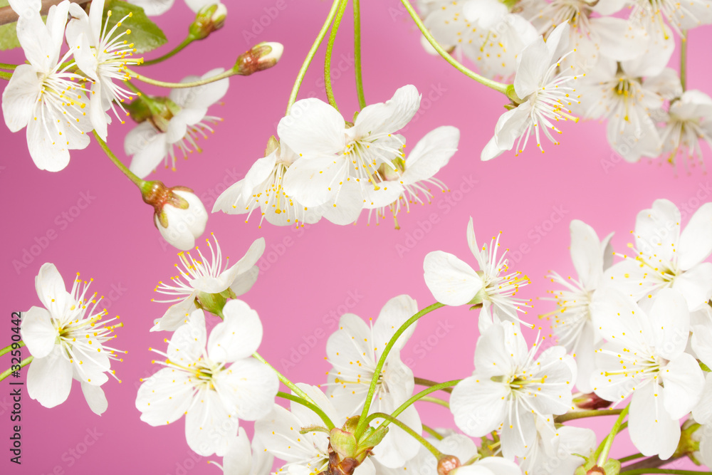 Close-up of cherry flowers Close-up of cherry flowers
