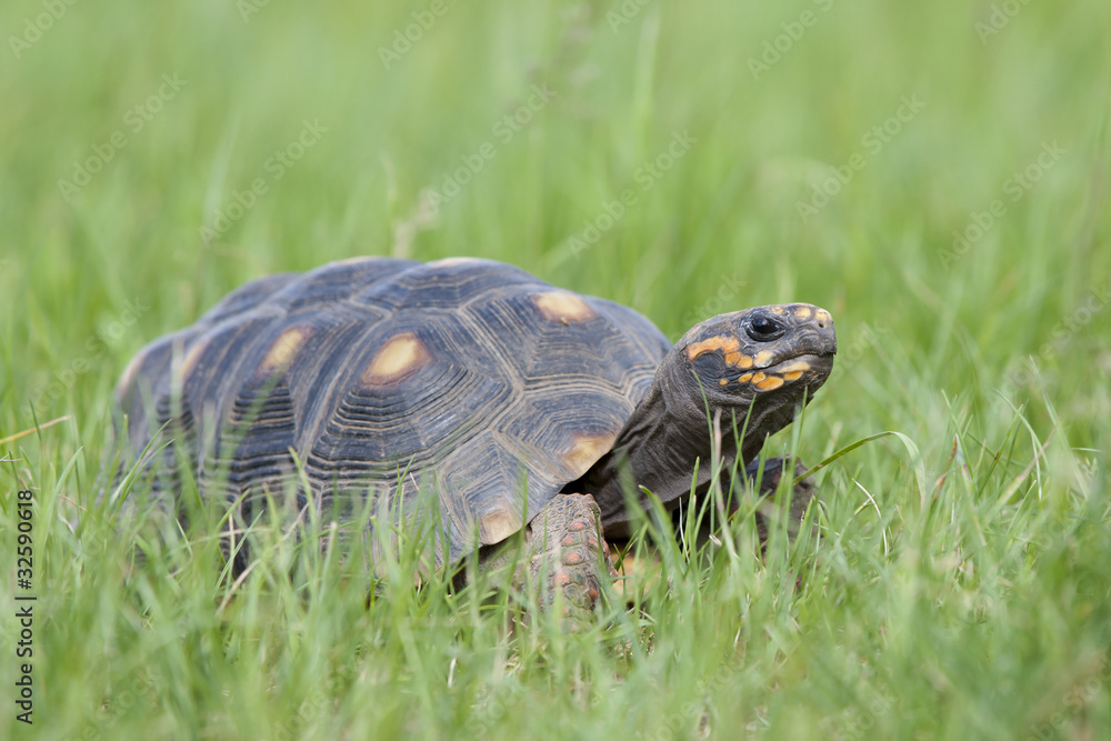Köhlerschildkröte (Geochelone carbonaria) Köhlerschildkröte (Geochelone carbonaria)