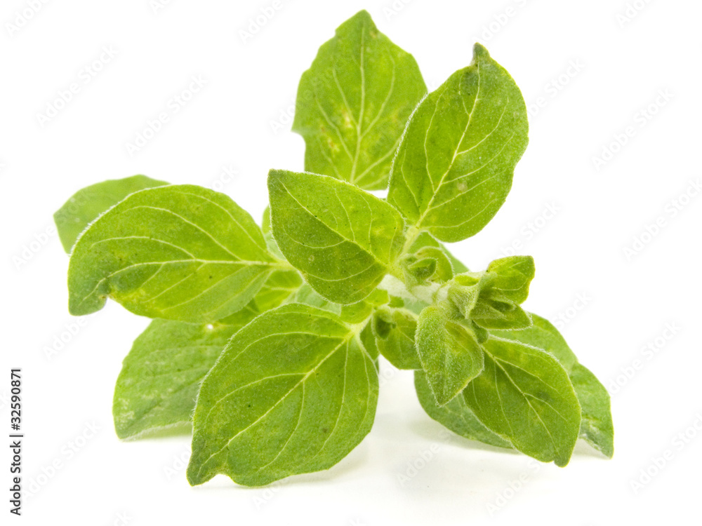 oregano oregano