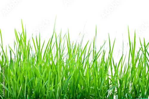 Stalks of green grass
