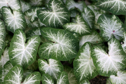 Caladium