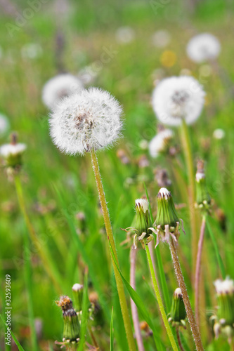 White dandelions among a green grass