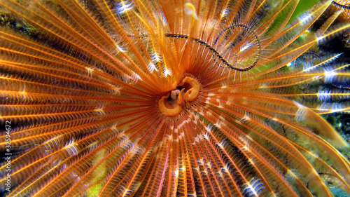 Macro view of a Magnificent feather duster worm, Caribbean sea, Panama photo