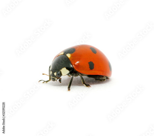 Ladybug