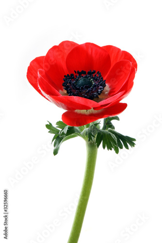 Valokuva Anemone flower