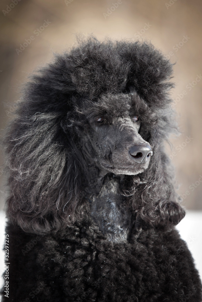 Black Poodle in outdore settings Black Poodle in outdore settings