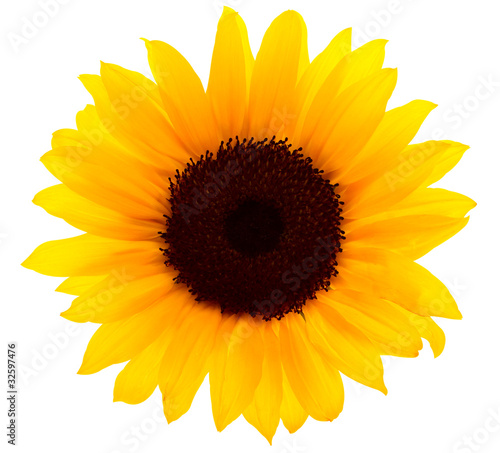 Fototapeta Naklejka Na Ścianę i Meble -  Sonnenblume mit Beschneidungspfad