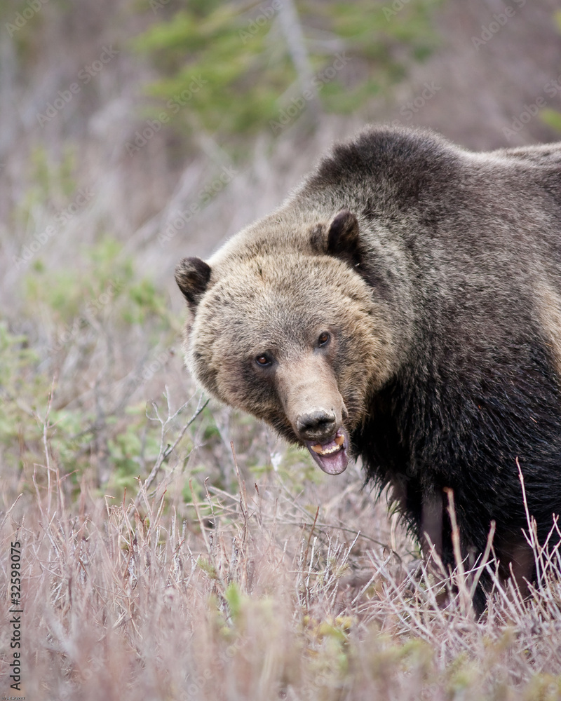 Grizzly Bear Grizzly Bear