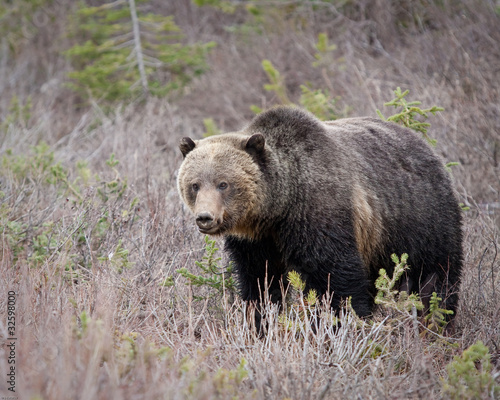 Grizzly Bear © Jean-Edouard Rozey