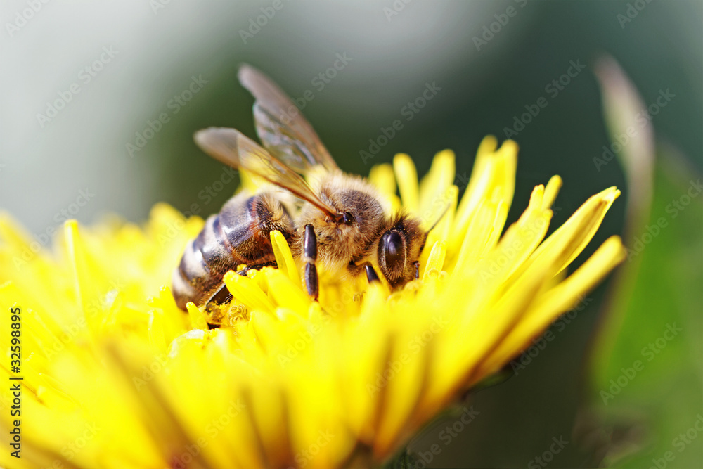 Working bee. Working bee.